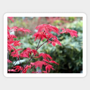 Red Japanese Maple Leaves Sticker